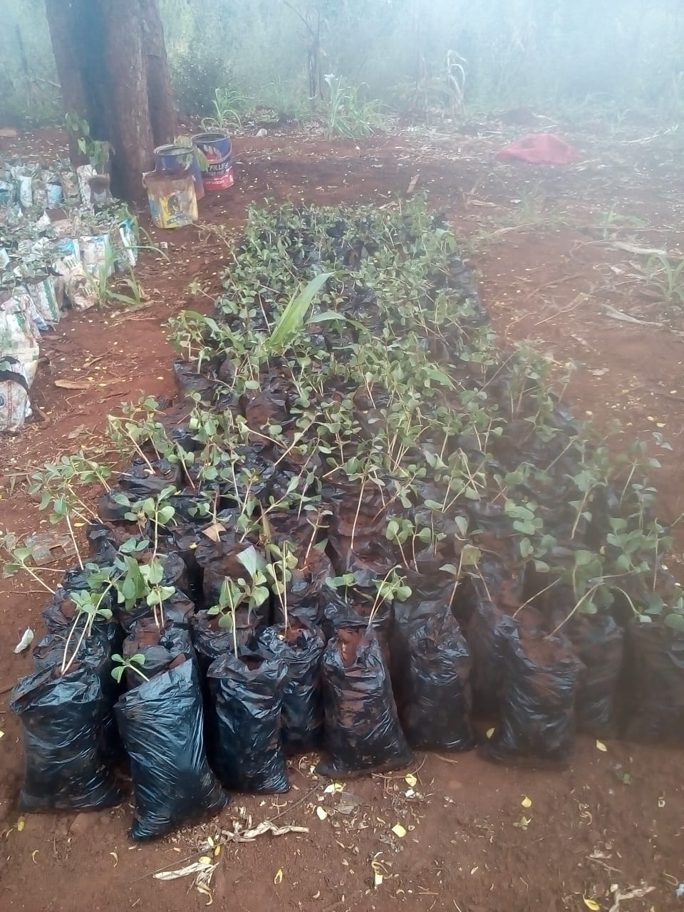 100 Seedlings Donated by DCI Peter