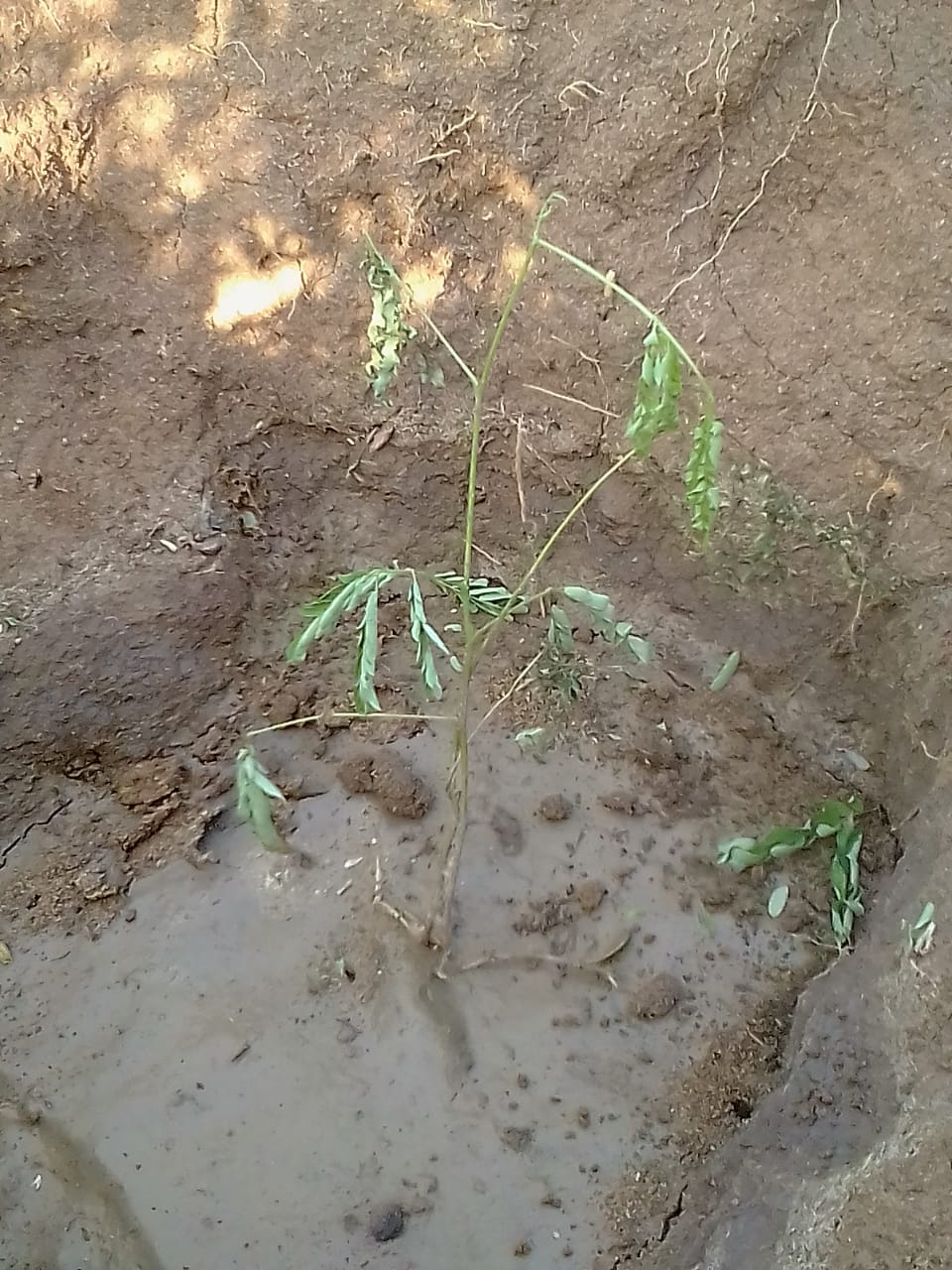 Antony Baya (Coaches) WED Home Tree Planting at Malindi 4 05-06-2020
