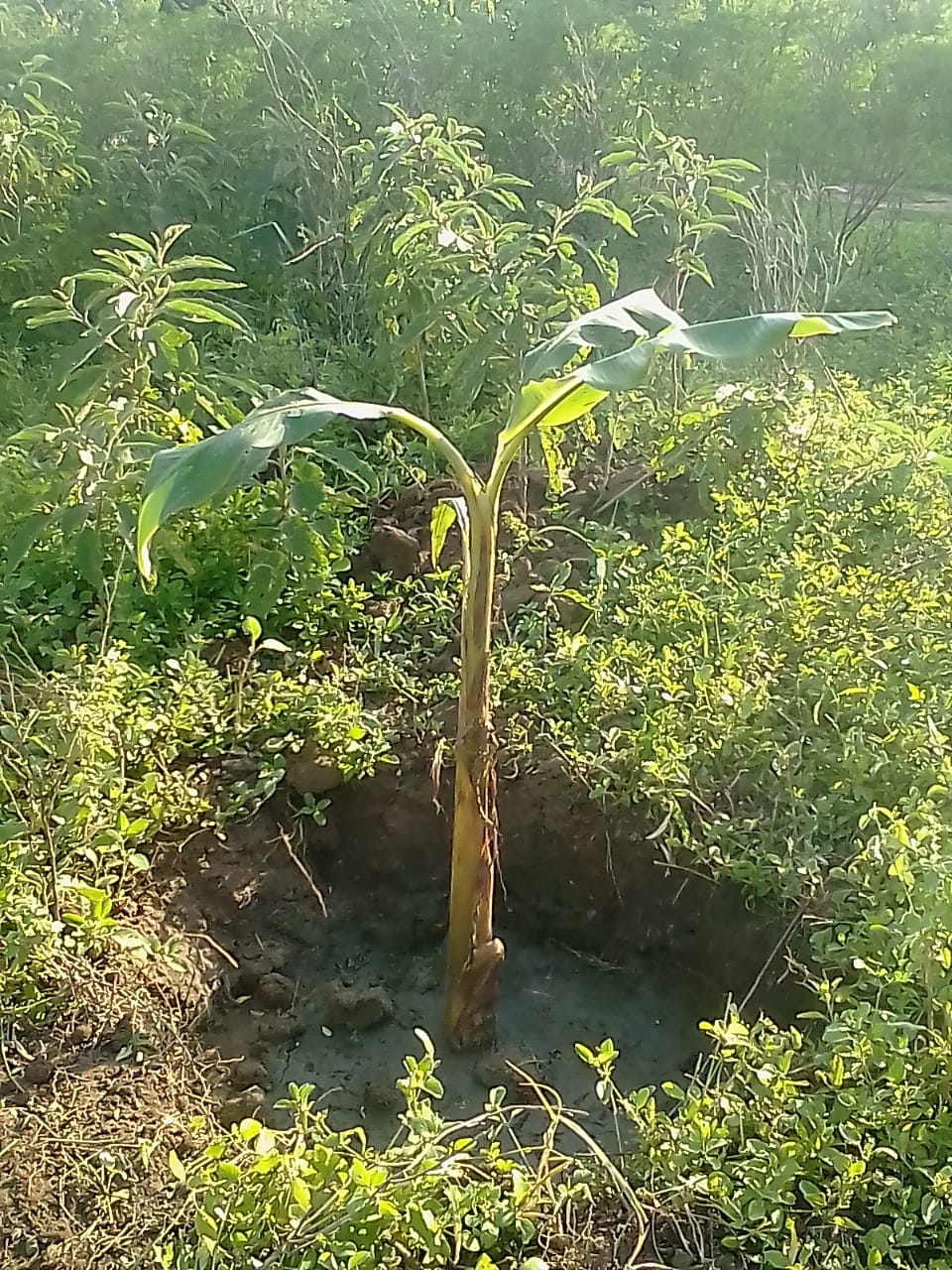 Antony Baya (Coaches)WED Home Tree Planting at Malindi 2 05-06-2020