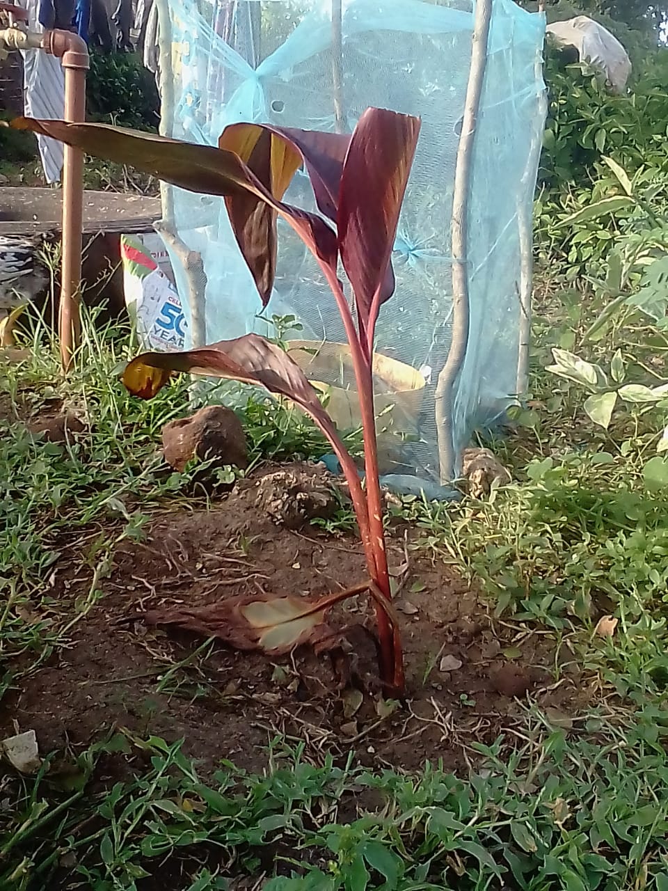 Antony Baya (Coaches)WED Home Tree Planting at Malindi 3 05-06-2020