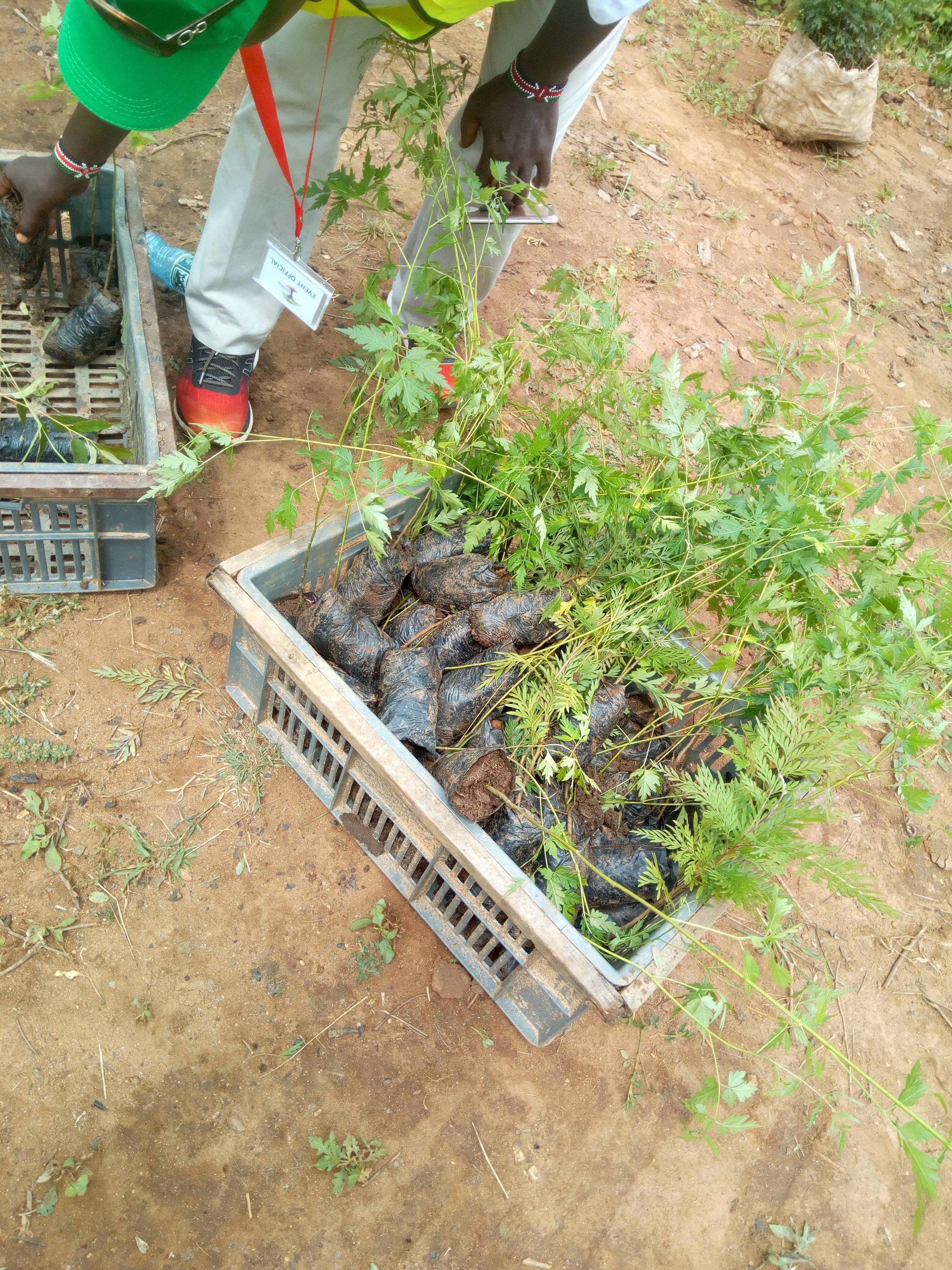 tree seedlings donated to the cause