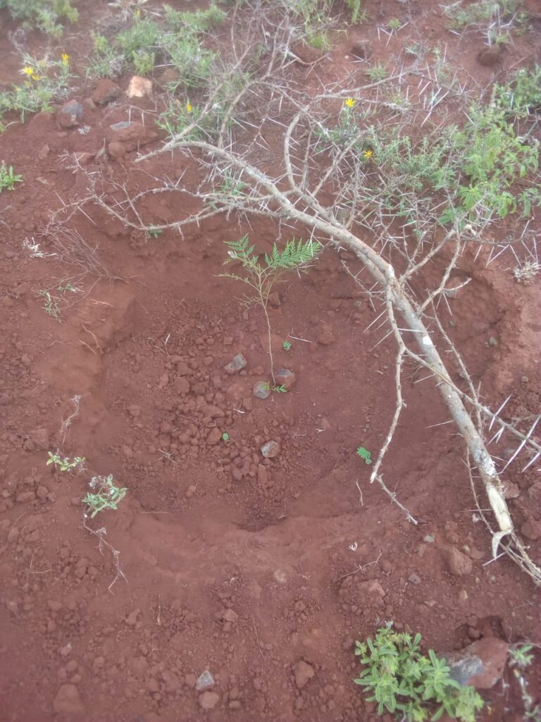 Kwa Kwamba Tree Seedling Status 24-05-2020