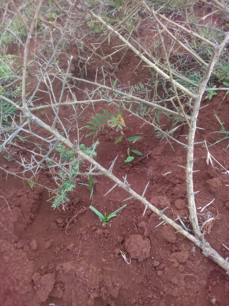 Kwa Kwamba Tree Seedling Status 24-05-2020 2