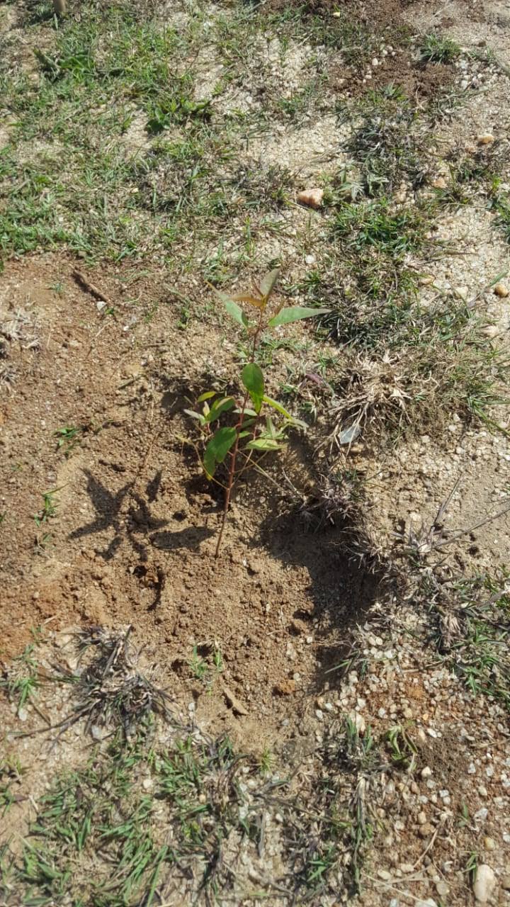 Muuni Tree Planting 26th Dec 2019 6