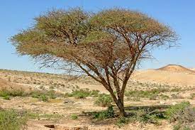 indigenous trees in Kenya: The Acacia Tree